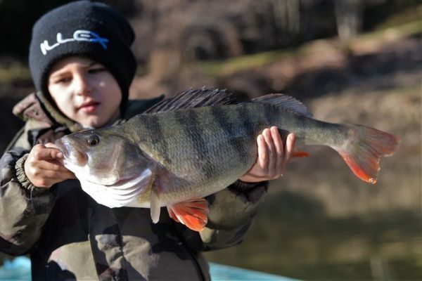 Looking for big bass