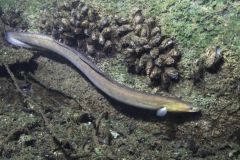 Saving eels.