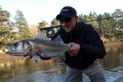 Catching big bass on the fly requires constant stalking.