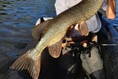 Trophy fish?