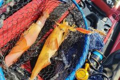 Squid fishing