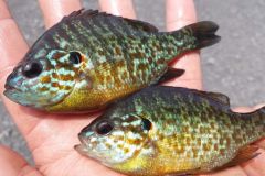 Several invasive species