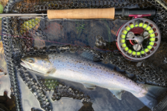 The Touques in Normandy is an excellent sea trout river