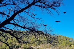 The impact of large cormorants