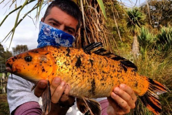 Koi carp fishing in Maori Lands, the New Zealand context