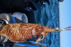 Cuttlefish fishing