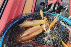 Squid fishing trips in Brittany