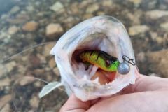 Fishing for predators in winter