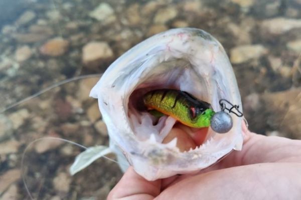 Fishing for predators in winter