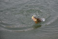 Perch fishing in winter