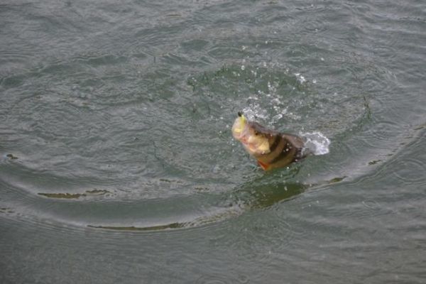 Perch fishing in winter