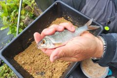 Winter feeder fishing