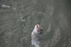 Stone-fishing for sea bream
