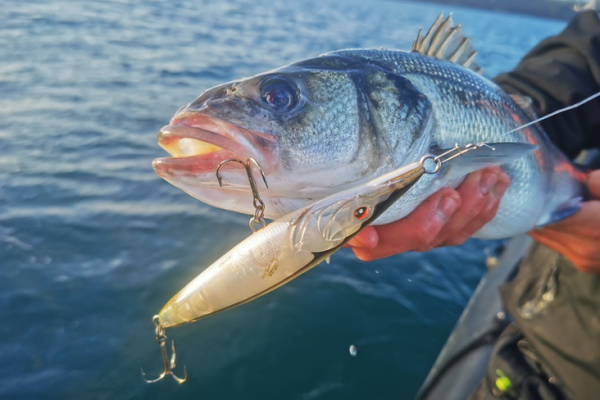 Surface lure fishing is one of the most exciting techniques.