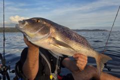 Fireball denti fishing