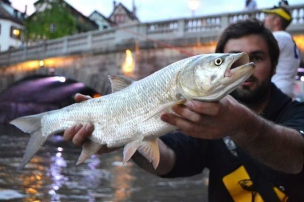 Street fishing in Strasbourg, a legendary asp spot