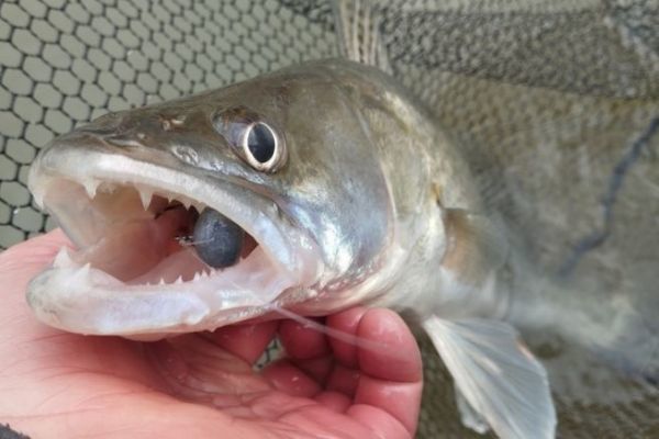 Winter pike-perch fishing