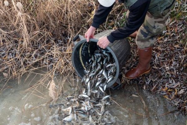 What's the use of fishing card money?