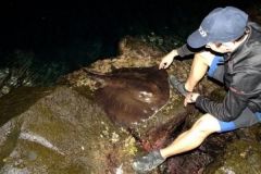 Stingray fishing