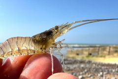 Bouquet size increased to 5 cm