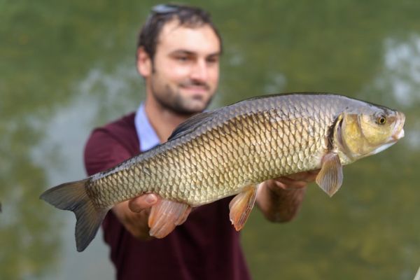 Fishing in Loz�re: street fishing on the Lot at Chanac and Mende