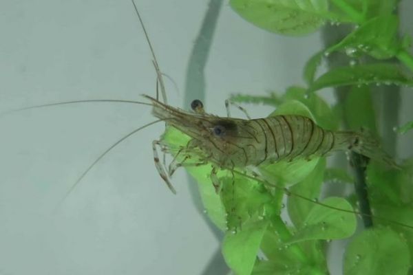 Shrimp fishing