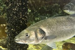 Minutes of the Comit� de fa�ade p�che de loisirs 2025 meeting