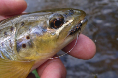 Presentation of drowned flies by the author