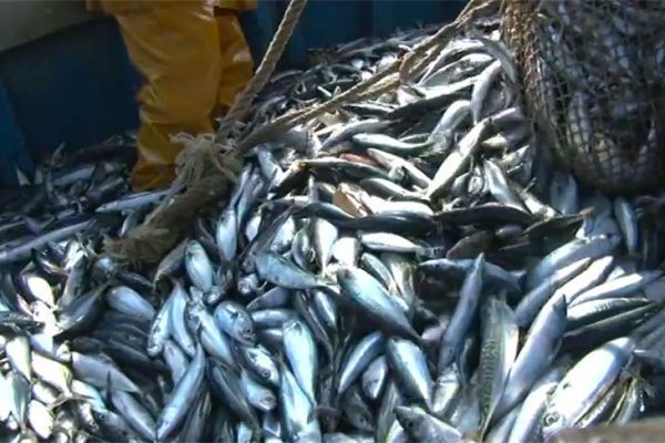 Quota of 5 mackerel: the Minister invokes solidarity to justify her decision