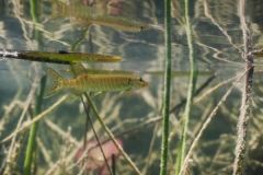 Will a little pike grow into a big one?