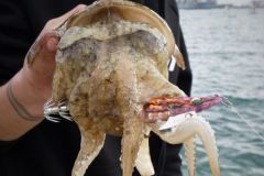 Cuttlefish fishing