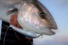 Popper fishing for amberjack