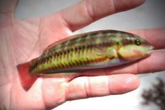Two-banded bellbird.