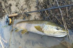 A beautiful trout