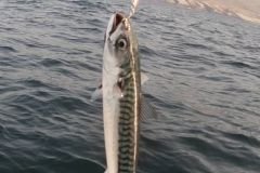 New mackerel quota