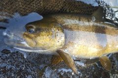 A beautiful trout on a small lure