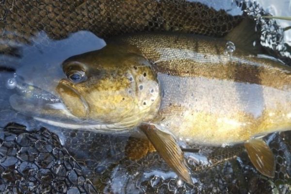 A beautiful trout on a small lure