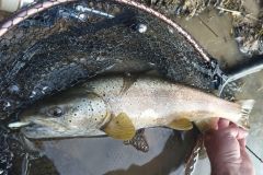 Trout with Powertail evo