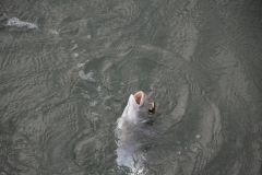 Spring fishing for sparids