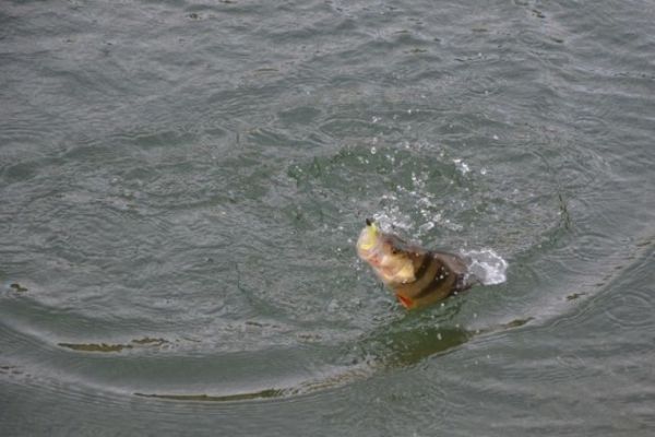 Picking up your first poles