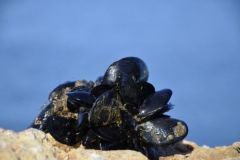 Fishing with Mussels