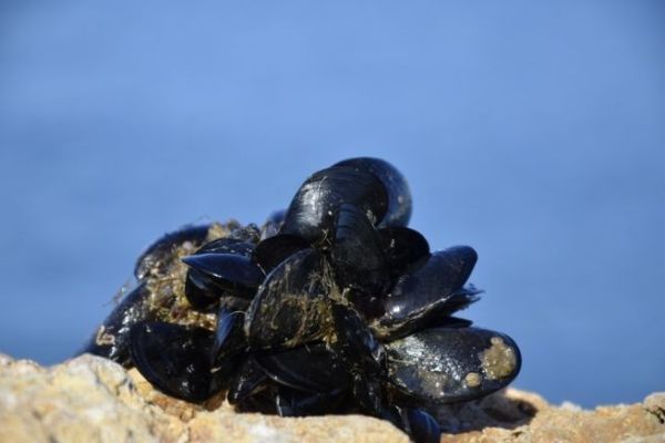 Fishing with Mussels