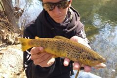 Should I go upstream or downstream to fish for trout?