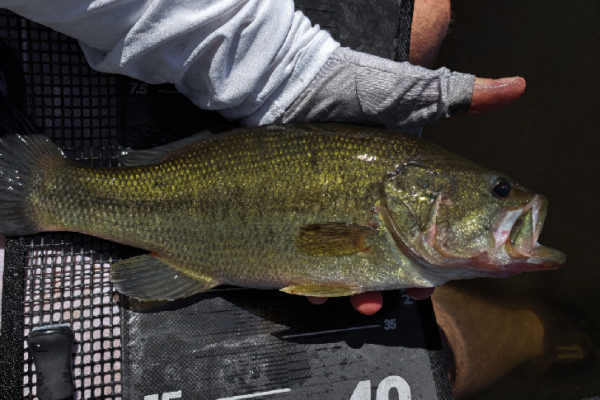 Fishing black bass with lures
