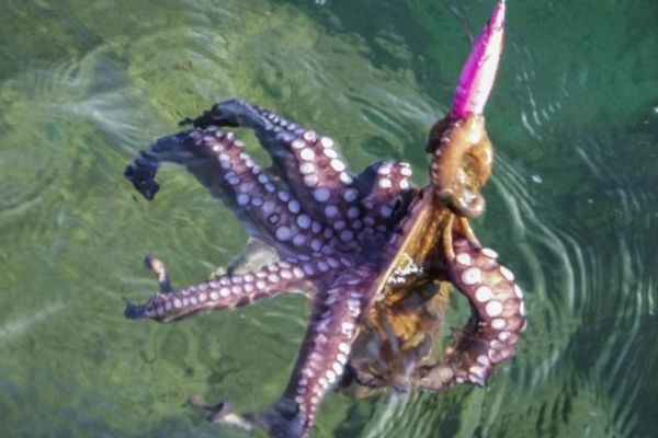 Protecting the octopus?