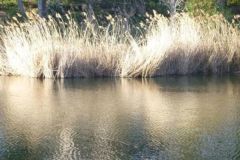 Fishing in a Pond