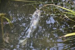 Carp are becoming increasingly sought after...