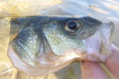 Shore Fishing in the Summer