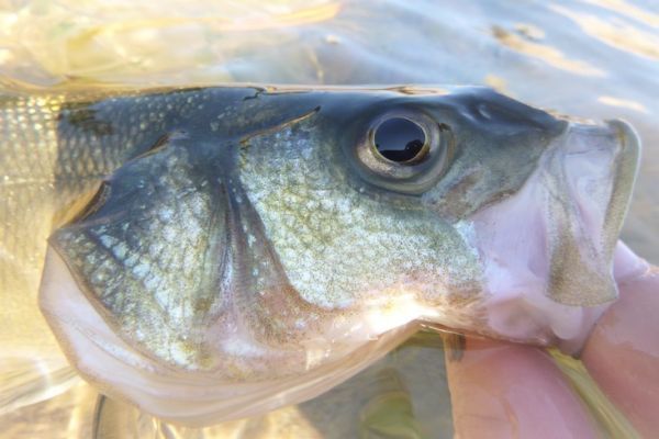 Shore Fishing in the Summer