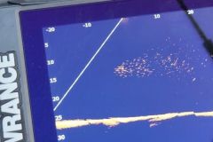Live Bait Fishing: A Technological Revolution